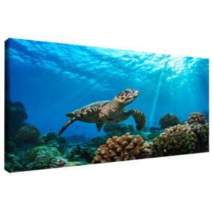 Obraz na stěnu - mořská želva (60x40 cm) - InSmile ®