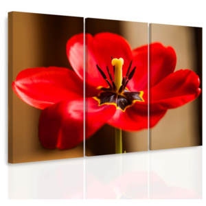 Vícedílný obraz - Červený tulipán (90x60 cm) - InSmile ®