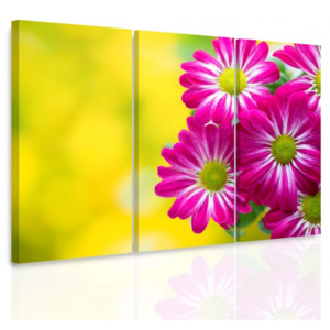 Vícedílný obraz - Chryzantémy (90x60 cm) - InSmile ®