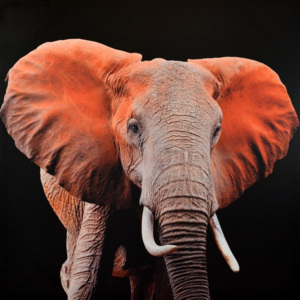 Falc Obraz na plátně - Indický Slon, 70x70 cm