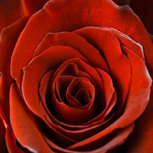 Falc Obraz na plátně - Scarlet rose, 30x30 cm