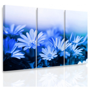Vícedílný obraz - Modré kopretiny (90x60 cm) - InSmile ®