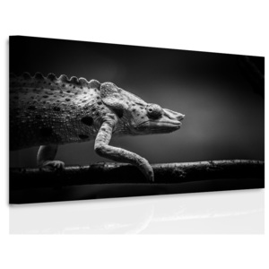 Obraz - chameleon (90x60 cm) - InSmile ®