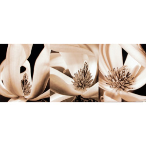 Obraz na plátně - Bílý květ, 40x100 cm