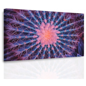Obraz - Makro kaktus (90x60 cm) - InSmile ®