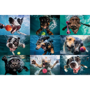 Plakát, Obraz - Underwater Dogs, (61 x 91,5 cm)