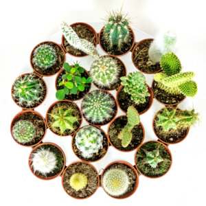 Kaktusy mix, průměr 10 cm