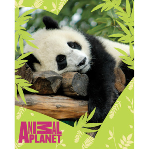Dětská deka Animal Planet - Panda
