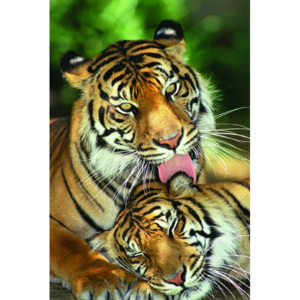 Plakát - Tigers-Sleepy Lick