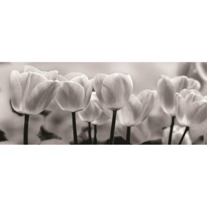 C287VEP Fototapeta: Bílé a Černé Tulipány - 104x250 cm