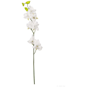 ASA Selection Orchidej 60 cm