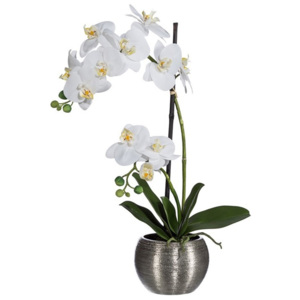 Gasper Orchidej Phalenopsis x2 60 cm bílá