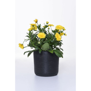 Květináč CHICO 17, vláknocement, 16x17 cm, antracit