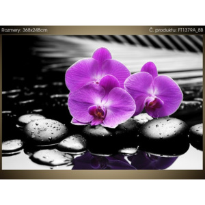 Fototapeta Fialová orchidej 368x248cm FT1379A_8B