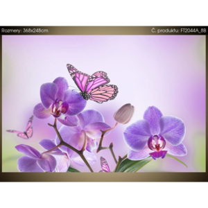 Fototapeta Jemná orchidej a motýl 368x248cm FT2044A_8B