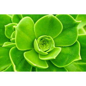 Obraz - zelené květy (90x60 cm) - InSmile ®