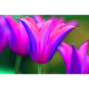 Obraz - kvetoucí tulipán (90x60 cm) - InSmile ®