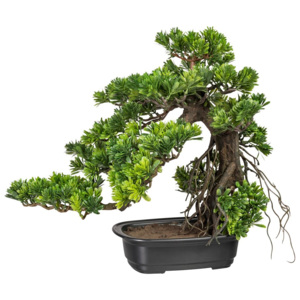 Gasper Bonsai Podocarpus cca 40x40cm