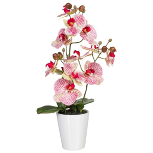 Gasper Orchidej 45 cm růžová (vč.květináče)