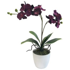Gasper Orchidej 65cm x2 fialová (bez květináče)
