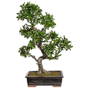 Gasper Bonsai Ficus 90 cm (vč.mísy)