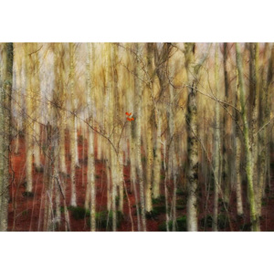 Fototapeta, Tapeta The Forest Of Ghosts, (254 x 184 cm)