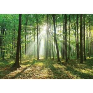 Fototapeta vliesová: Slunce v lese (3) - 254x368 cm