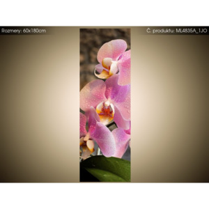 Magnetická fólie na ledničku Krásná růžová orchidej 60x180cm ML4835A_1JO