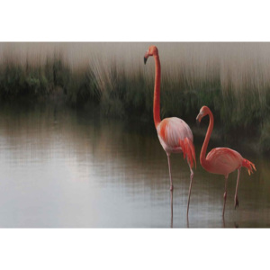 Fototapeta, Tapeta Flamingos On The Lake, (254 x 184 cm)