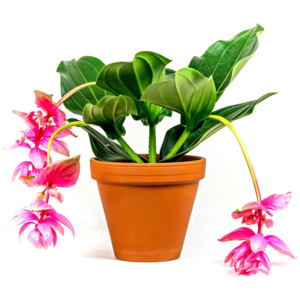 Gardners.cz Medinilla magnifica, průměr 14 cm Tupoušek pyšný