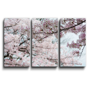 3- dílný obraz 120x80 - Květy třešně