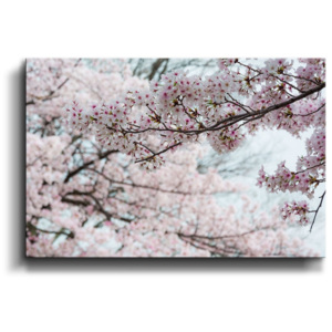 Obraz - Květy třešně