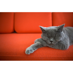 Plakát - Kočka (Rozměr: 60x40 cm)