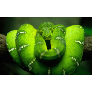 Plakát - Zelený had (Rozměr: vlastní)