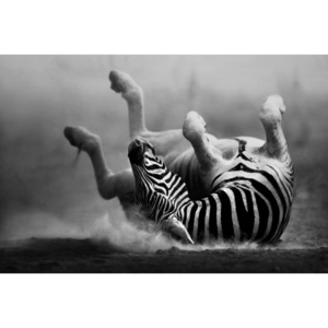 Plakát - Zebra na zádech (Rozměr: 90x60 cm)