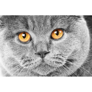 Plakát - Kočičí pohled (Rozměr: 60x40 cm)