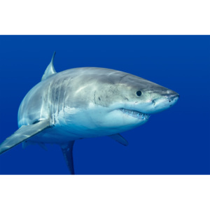 Plakát - Žralok (Rozměr: 90x60 cm)