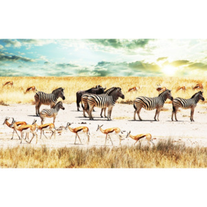 Plakát - Safari (Rozměr: 90x56 cm)