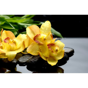 Plakát - Žluté orchideje (Rozměr: vlastní)