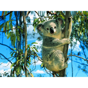 Plakát - Medvídek koala (Rozměr: 60x45 cm)