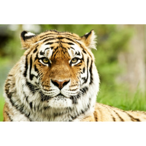 Plakát - Tygr (Rozměr: 90x60 cm)