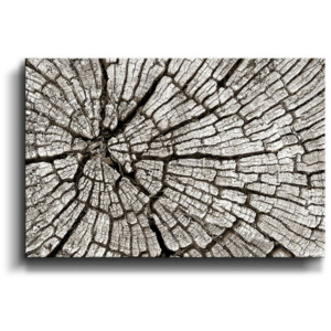 Obraz - Dřevo