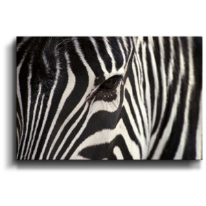Obraz - Detail zebra