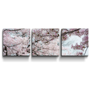 3- dílný obraz 120x40 cm - Třešnové květy