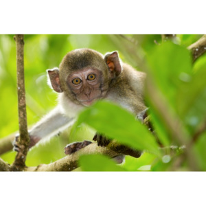 Plakát - Opička 2 (Rozměr: 90x60 cm)