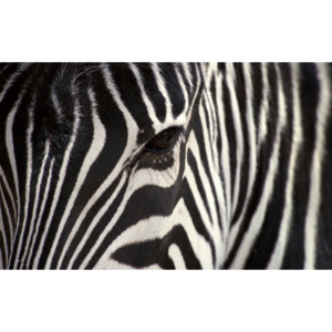 Plakát - Detail zebra (Rozměr: vlastní)