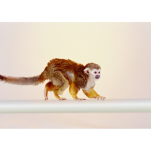 Plakát - Opička (Rozměr: 60x40 cm)