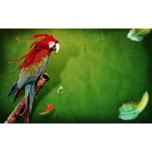 Plakát - Papoušek (Rozměr: 60x38 cm)