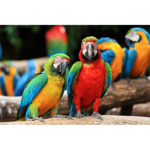 Plakát - Papoušci (Rozměr: 60x40 cm)