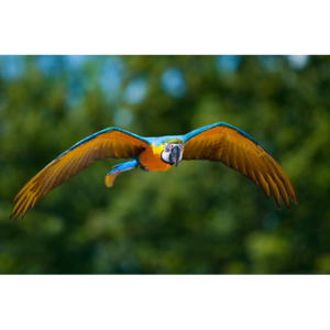 Plakát - Papoušek Ara (Rozměr: 90x60 cm)